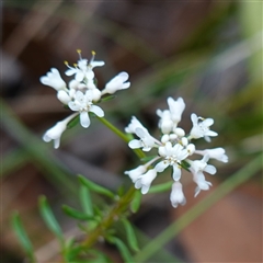 Poranthera ericifolia at Robertson, NSW - 25 Sep 2024 by RobG1