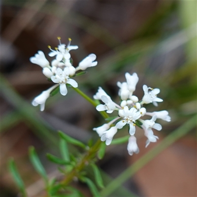 Poranthera ericifolia at Robertson, NSW - 25 Sep 2024 by RobG1