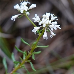 Unidentified at suppressed - 25 Sep 2024