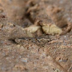 Ephysteris promptella (Ratoon Shootborer) at Harrison, ACT - 25 Sep 2024 by DPRees125