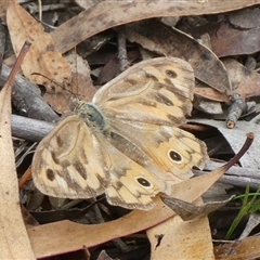 Heteronympha merope (Common Brown Butterfly) at Charleys Forest, NSW - 24 Jan 2022 by arjay