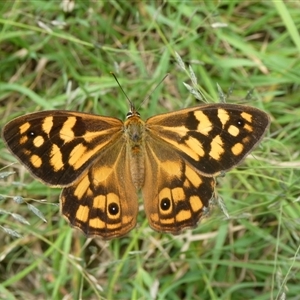 Heteronympha paradelpha at Charleys Forest, NSW - suppressed