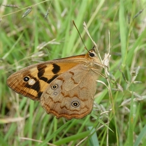 Heteronympha paradelpha at Charleys Forest, NSW - suppressed