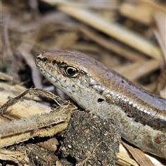 Lampropholis guichenoti (Common Garden Skink) at Braidwood, NSW - 26 Sep 2024 by MatthewFrawley