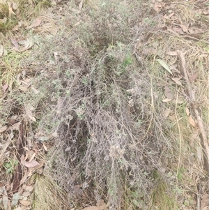 Chrysocephalum semipapposum at Kambah, ACT - 26 Sep 2024