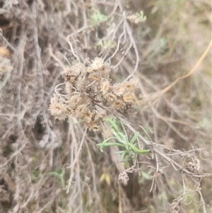 Chrysocephalum semipapposum at Kambah, ACT - 26 Sep 2024