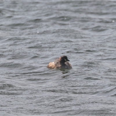 Tachybaptus novaehollandiae (Australasian Grebe) at Yarralumla, ACT - 25 Sep 2024 by HappyWanderer