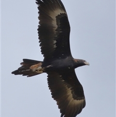 Aquila audax (Wedge-tailed Eagle) at Yarralumla, ACT - 16 Jul 2024 by TimL