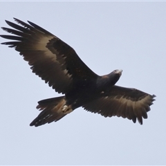 Aquila audax at Yarralumla, ACT - 16 Jul 2024 01:57 PM