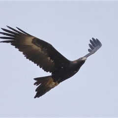 Aquila audax at Yarralumla, ACT - 16 Jul 2024 01:57 PM