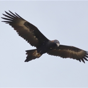 Aquila audax at Yarralumla, ACT - 16 Jul 2024