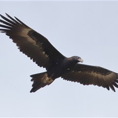 Aquila audax at Yarralumla, ACT - 16 Jul 2024 01:57 PM