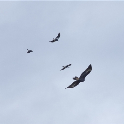 Aquila audax (Wedge-tailed Eagle) at Yarralumla, ACT - 16 Jul 2024 by TimL