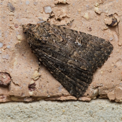Hypoperigea tonsa (A Noctuid moth (Acronictinae) at Harrison, ACT - 25 Sep 2024 by DPRees125