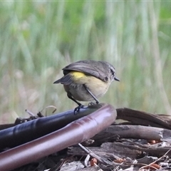 Acanthiza chrysorrhoa (Yellow-rumped Thornbill) at Yarralumla, ACT - 25 Sep 2024 by HappyWanderer