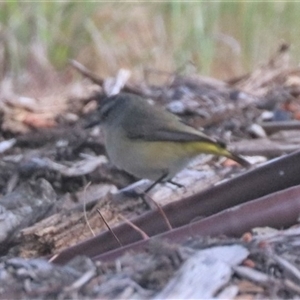 Acanthiza chrysorrhoa at Yarralumla, ACT - 25 Sep 2024 09:47 AM