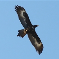 Aquila audax at Throsby, ACT - 21 Jul 2024