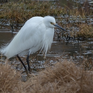 Egretta garzetta at Fyshwick, ACT - 26 Sep 2024