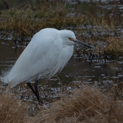 Egretta garzetta at Fyshwick, ACT - 26 Sep 2024