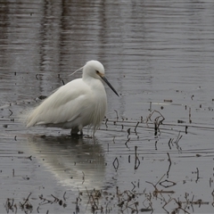 Egretta garzetta at Fyshwick, ACT - 26 Sep 2024