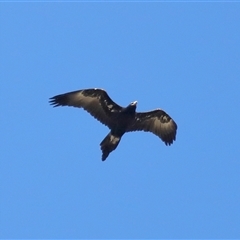 Aquila audax (Wedge-tailed Eagle) at Strathnairn, ACT - 30 Jul 2024 by TimL