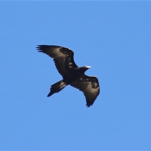 Aquila audax at Strathnairn, ACT - 30 Jul 2024 12:10 PM