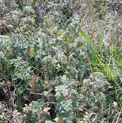 Marrubium vulgare (Horehound) at Hackett, ACT - 14 Sep 2024 by HappyWanderer