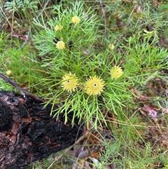 Isopogon anemonifolius (Common Drumsticks) at Woollamia, NSW - 26 Sep 2024 by lbradley