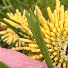 Isopogon anemonifolius at Woollamia, NSW - 26 Sep 2024