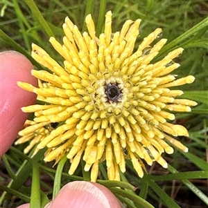 Isopogon anemonifolius at Woollamia, NSW - 26 Sep 2024