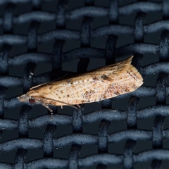 Tarachota eugrapta (A Tortricid moth (Archipini) at Harrison, ACT - 23 Sep 2024 by DPRees125