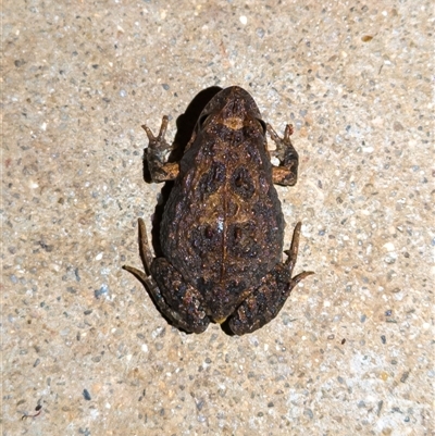 Uperoleia laevigata (Smooth Toadlet) at Wallaroo, NSW - 25 Sep 2024 by Jek