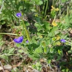 Erodium crinitum (Native Crowfoot) at Hackett, ACT - 14 Sep 2024 by HappyWanderer