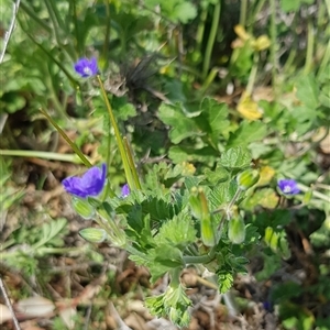 Erodium crinitum at Hackett, ACT - 14 Sep 2024