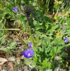 Erodium crinitum at Hackett, ACT - 14 Sep 2024