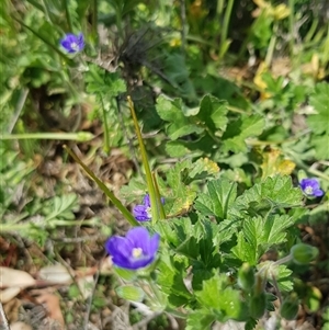 Erodium crinitum at Hackett, ACT - 14 Sep 2024