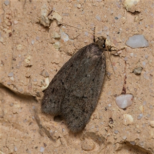 Acantholena siccella at Harrison, ACT - 24 Sep 2024