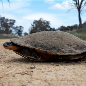 Chelodina longicollis at Wallaroo, NSW - 25 Sep 2024