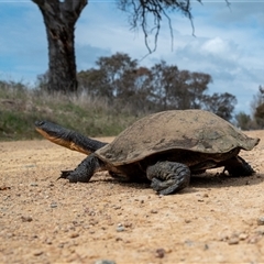 Chelodina longicollis at Wallaroo, NSW - 25 Sep 2024