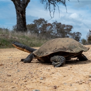 Chelodina longicollis at Wallaroo, NSW - 25 Sep 2024