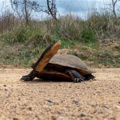 Chelodina longicollis at Wallaroo, NSW - 25 Sep 2024 11:27 AM