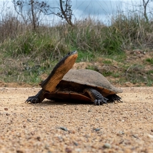 Chelodina longicollis at Wallaroo, NSW - 25 Sep 2024