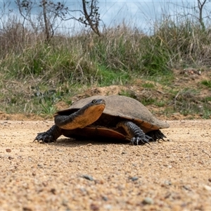 Chelodina longicollis at Wallaroo, NSW - 25 Sep 2024