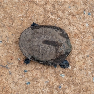 Chelodina longicollis at Wallaroo, NSW - 25 Sep 2024