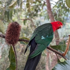 Alisterus scapularis (Australian King-Parrot) at Mount Kembla, NSW - 18 Aug 2024 by BackyardHabitatProject