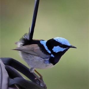 Malurus cyaneus at Yarralumla, ACT - 22 Aug 2024