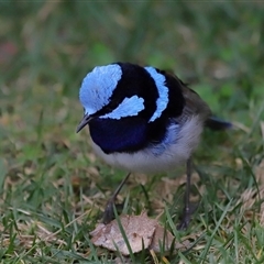 Malurus cyaneus at Yarralumla, ACT - 22 Aug 2024