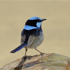 Malurus cyaneus at Yarralumla, ACT - 22 Aug 2024