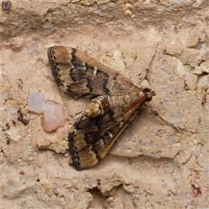 Nacoleia rhoeoalis at Harrison, ACT - 25 Sep 2024 08:27 PM