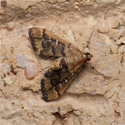 Nacoleia rhoeoalis (A Crambid moth (Spilomelinae) at Harrison, ACT - 25 Sep 2024 by DPRees125